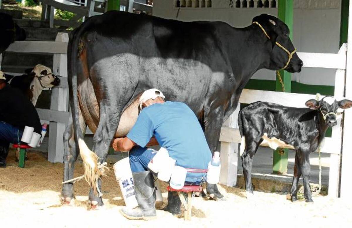 La vaca de varios partos 720 Corazón, de la hacienda de los hermanos Barragán Barcenas, produjo 25,71 litros de leche. MANUEL SANTIAGO PÉREZ/EL UNIVERSAL/