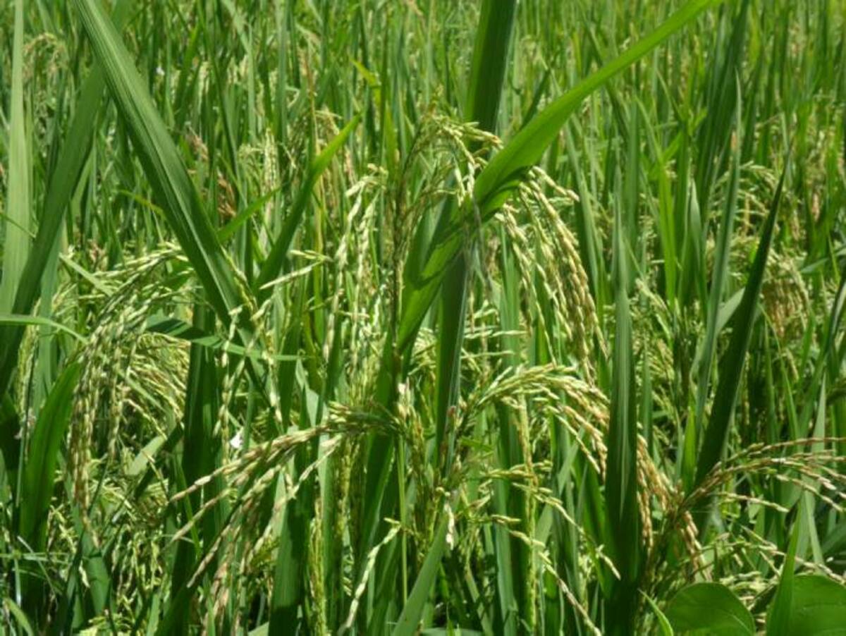 Se estima que la producción de este cereal en el primer semestre se aproxime a las 10 mil toneladas. HERMES FIGUEROA - EL UNIVERSAL