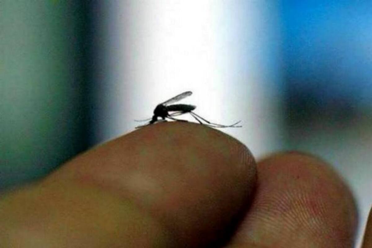 El vector a través del cual se transmiten todas las anteriores enfermedades es el mosquito Aedes Aegypty. Archivo.