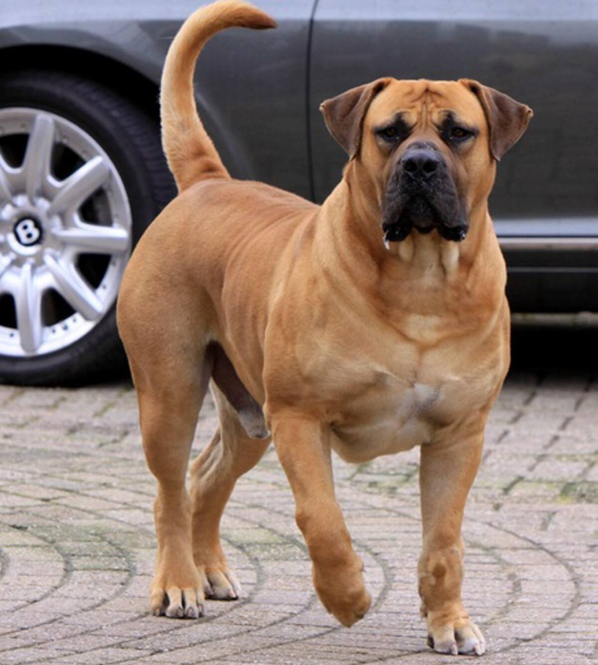 Boerboel. ARCHIVO