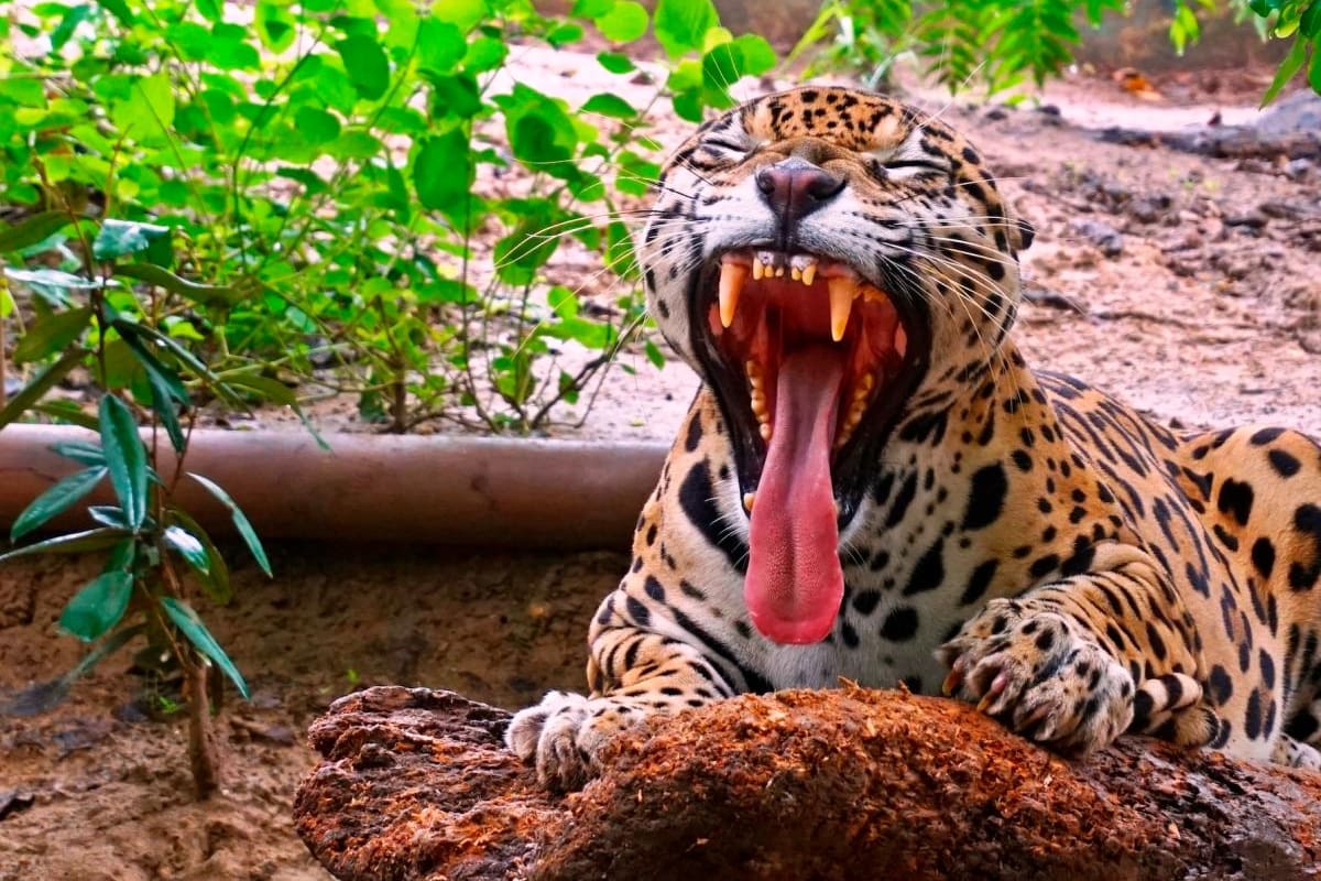 Zoológico de Barranquilla tendrá safari nocturno el 5 de octubre