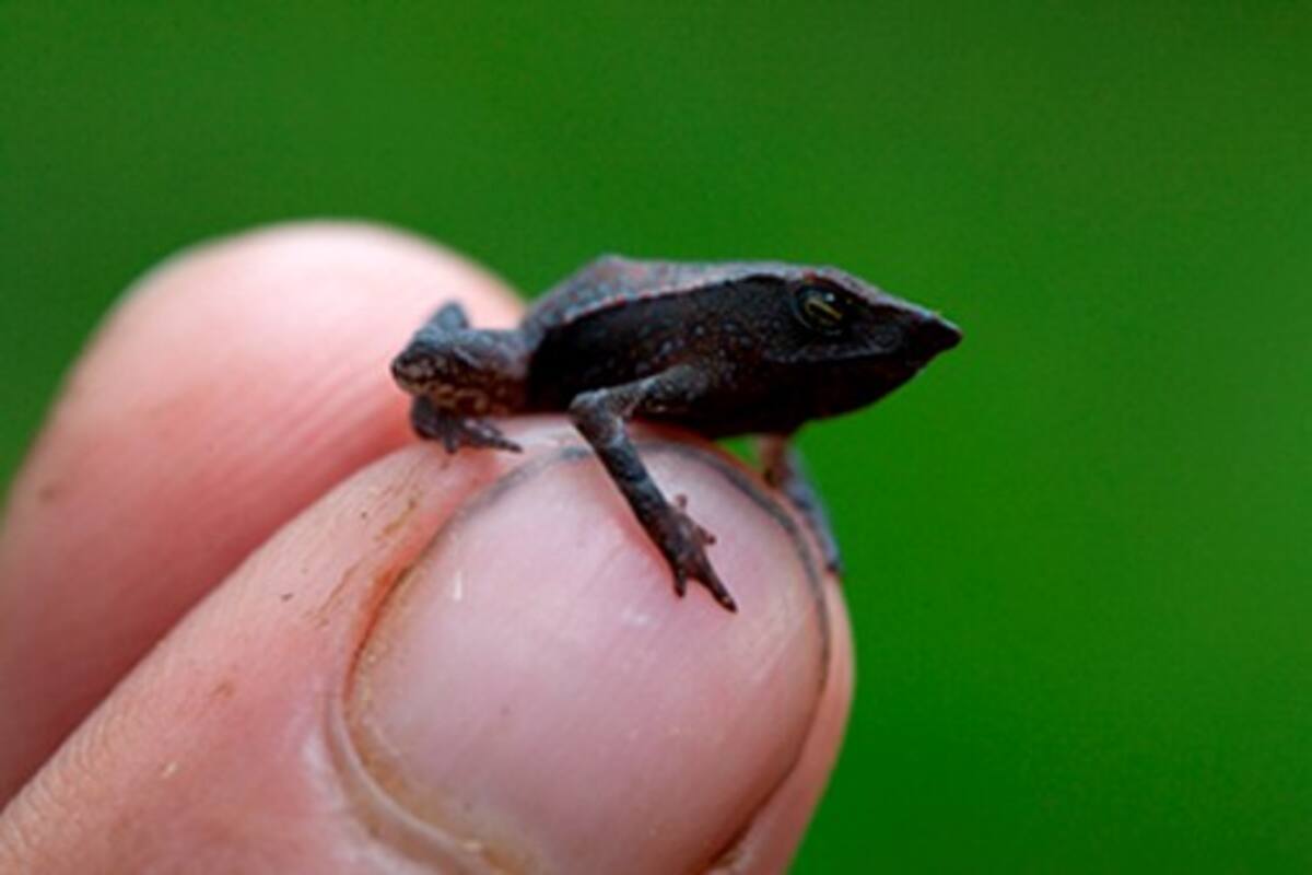Nueva especie de "Sapo de nariz aguileña". Robin Moore/iLCP