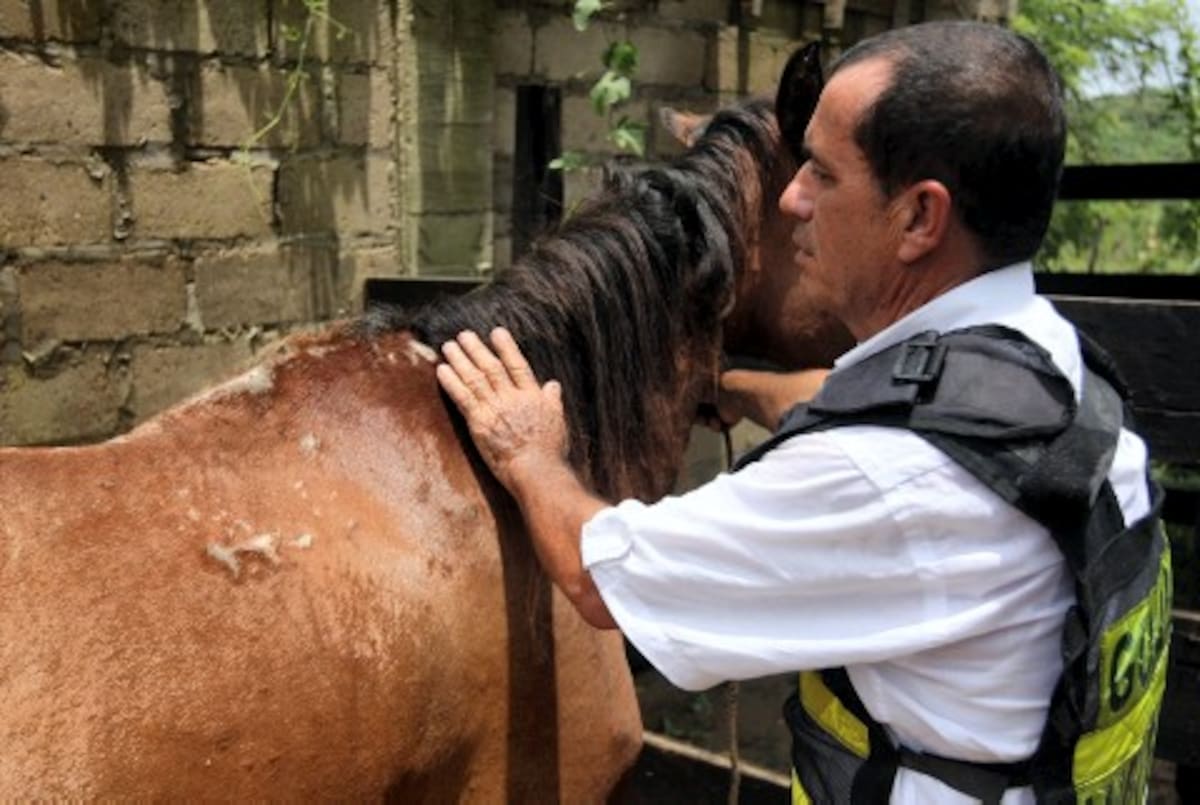 “Negro” es uno de los cinco caballos maltratados, que Rubén Zapata acogió en su finca de Pasacaballos. A este lugar, el animal llegó con un ojo vaciado y llagas profundas en su lomo y en sus costados causadas por la silla que le ponen en el lomo para tirar de la carreta.