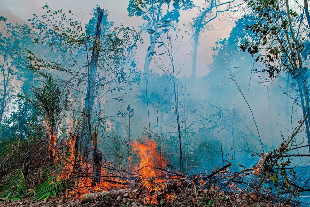 En jaque la seguridad climática del planeta por la destrucción de la Amazonía