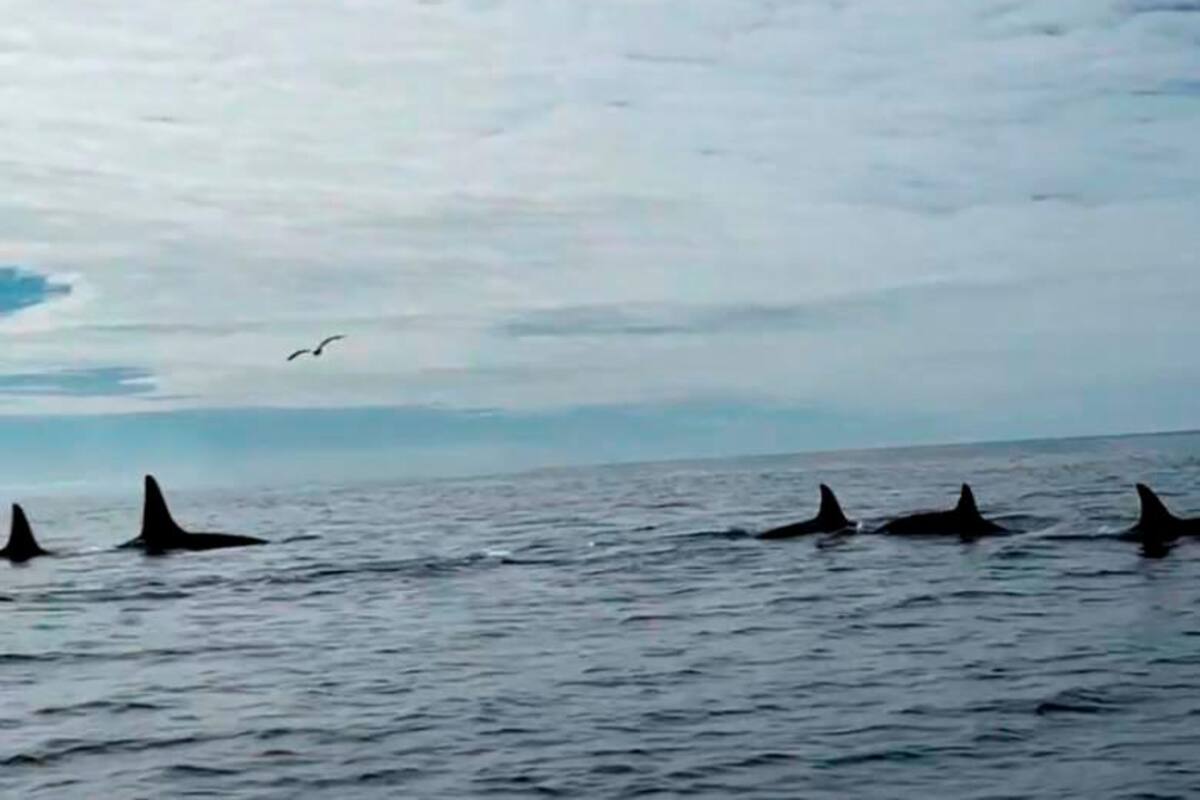 Orcas curiosas hundieron un velero en la costa de Portugal