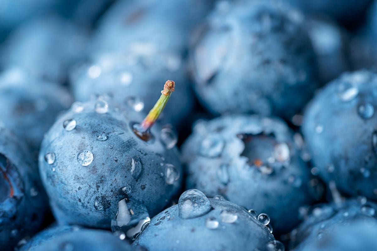 Conozca los beneficios de los arándanos: son buenísimos para los riñones