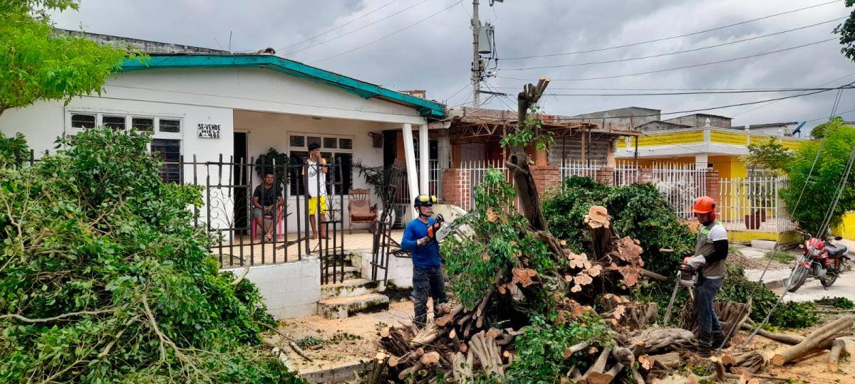 En el barrio Pedro Salazar, en la Localidad 1, cuatro postes de energía eléctrica y varios árboles terminaron en el piso. //Fotos: Luis Herrán - El Universal