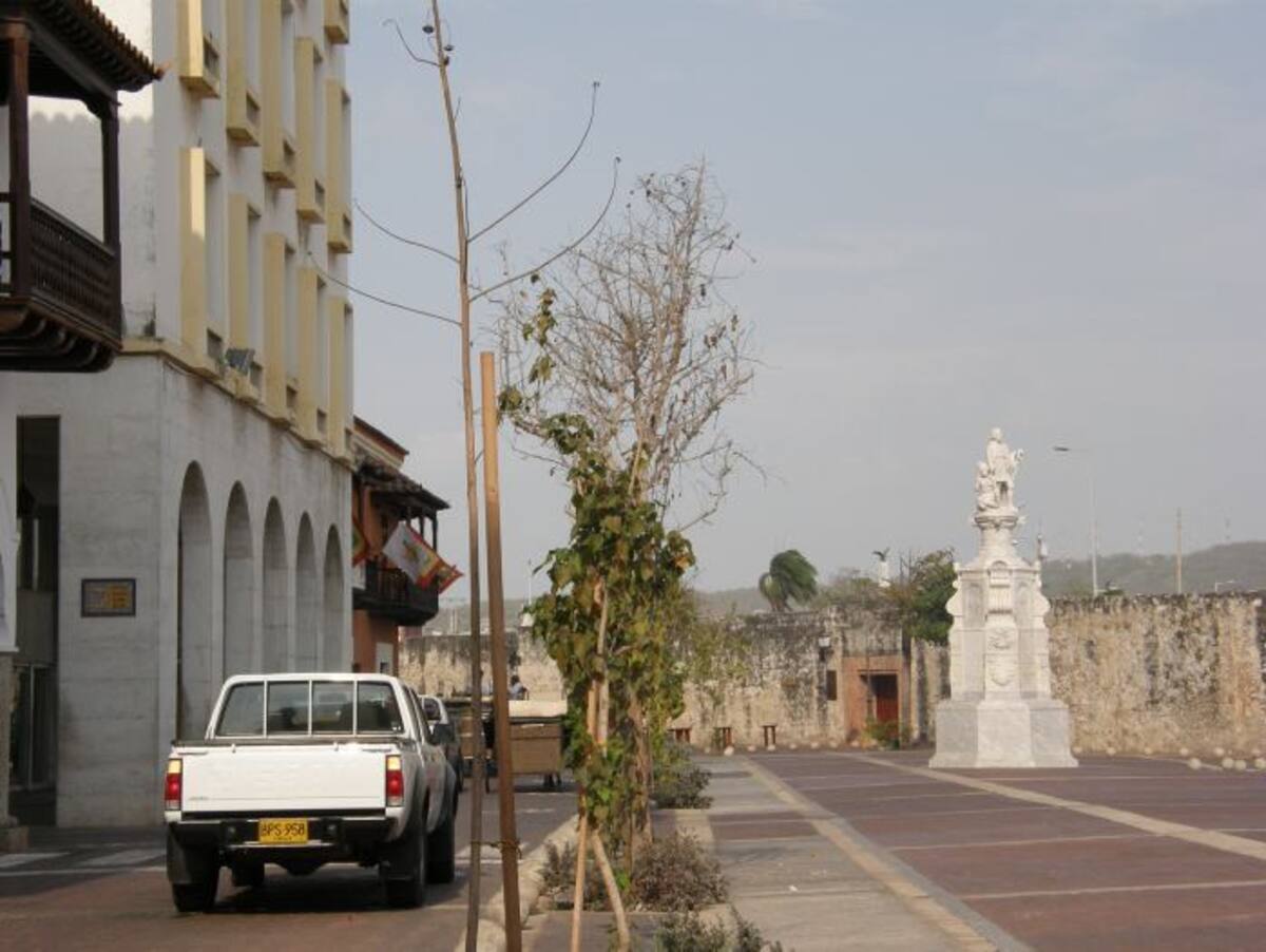 Los árboles secos necesitan ser reemplazados LEDIS CARO D. - EL UNIVERSAL -