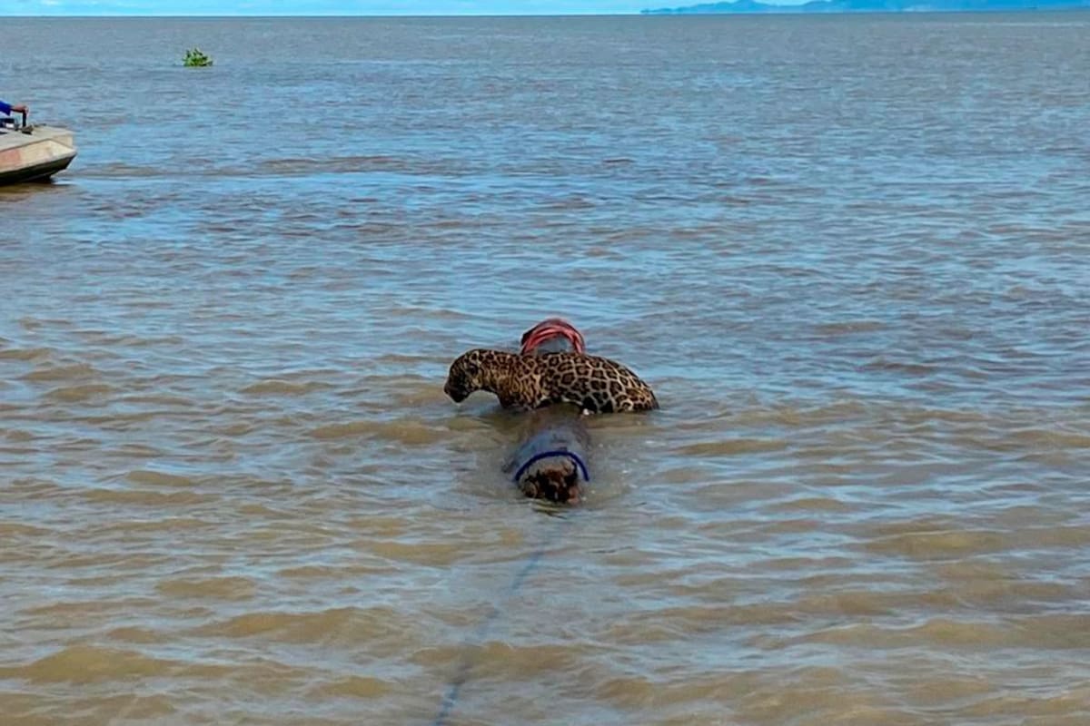¡Sano y salvo! Armada rescata a jaguar en medio del mar