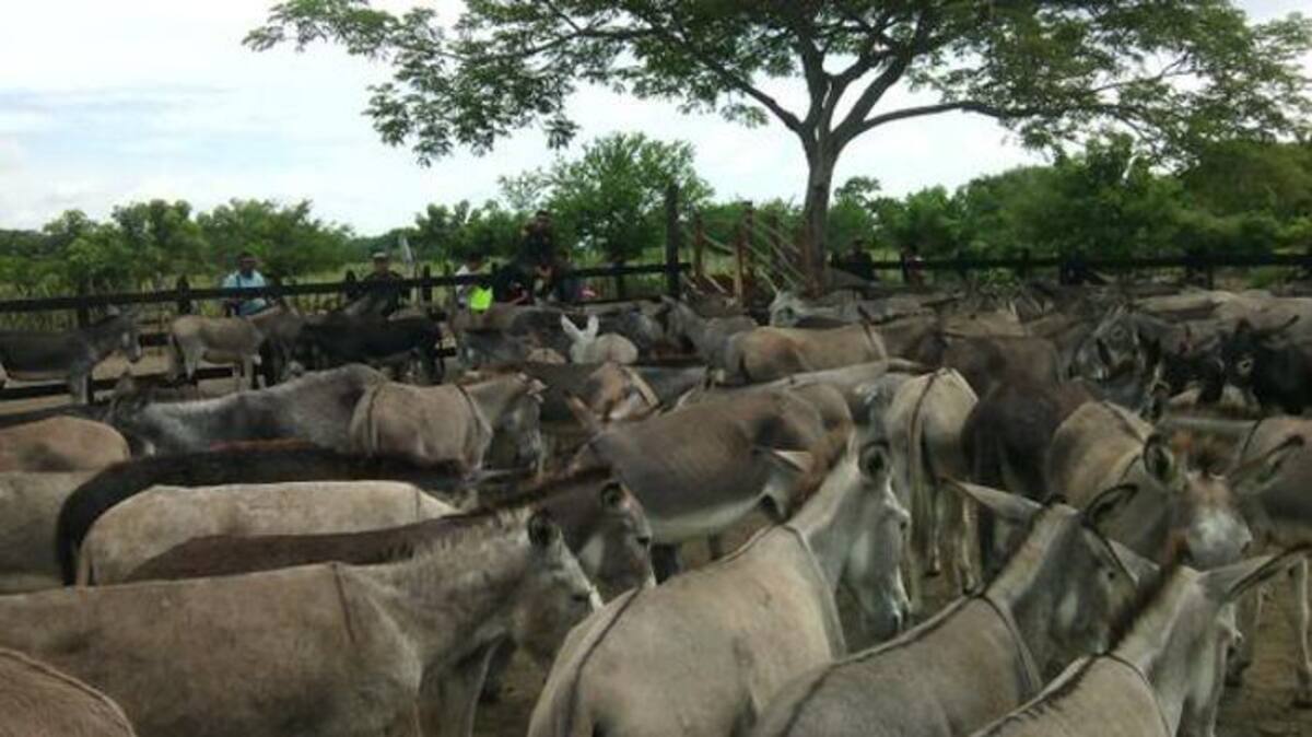 Según el comandante de Policía de Córdoba, el matadero es propiedad de Luis Manuel Anaya Madera, conocido con el alias de ‘Lucho burro’. Cortesía - Policía de Córdoba