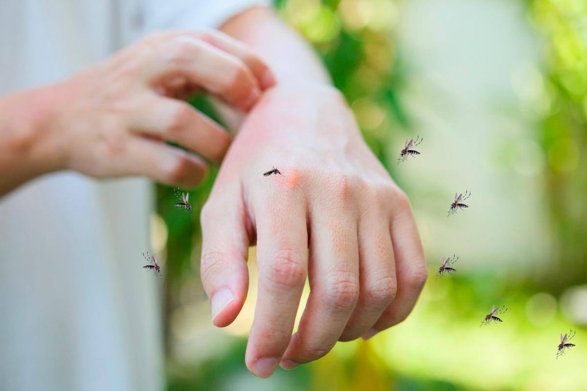 Estos son los virus que nos hacen más “apetitosos” para los mosquitos