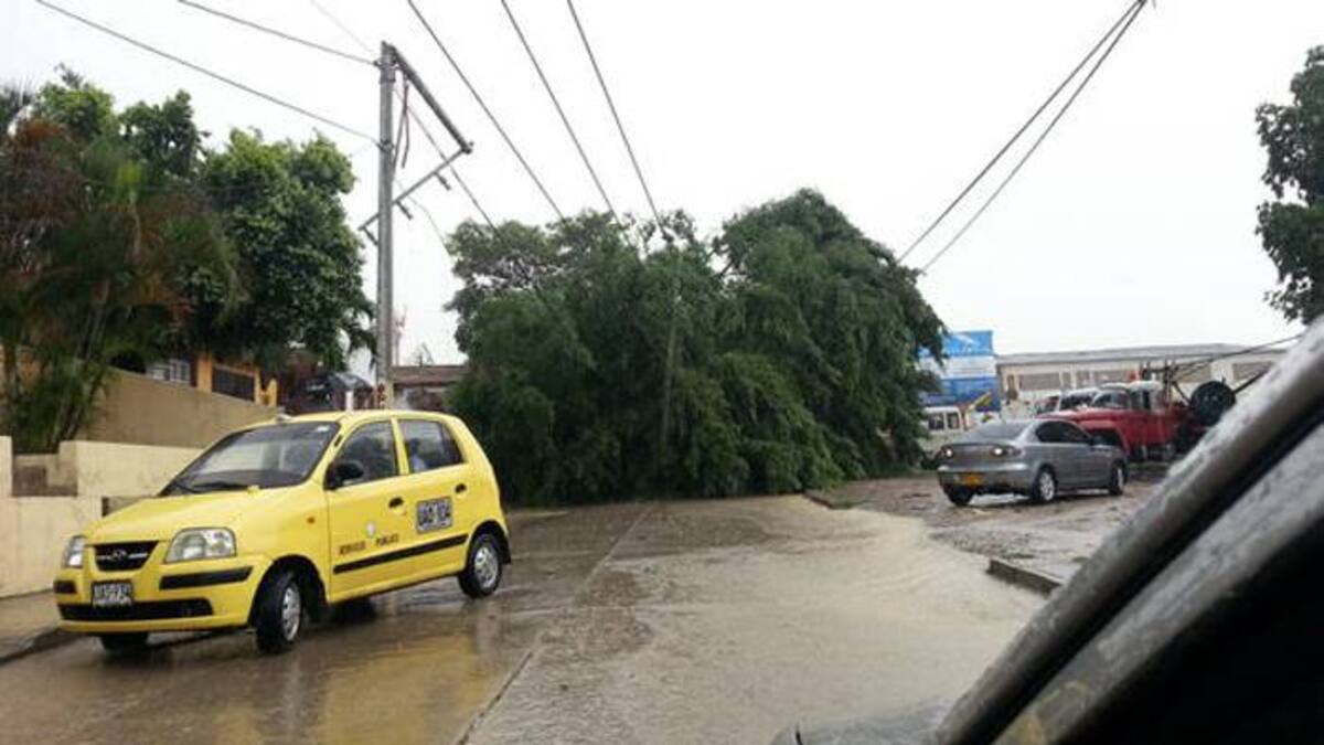 Momento en que el árbol cayó sobre la vía CORTESÍA