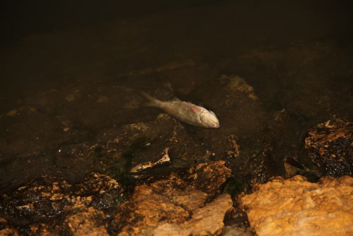 Peces pequeños, medianos, grandes e incluso cangrejos, fueron hallados muertos a orillas del cuerpo de agua. ZENIA VALDELAMAR