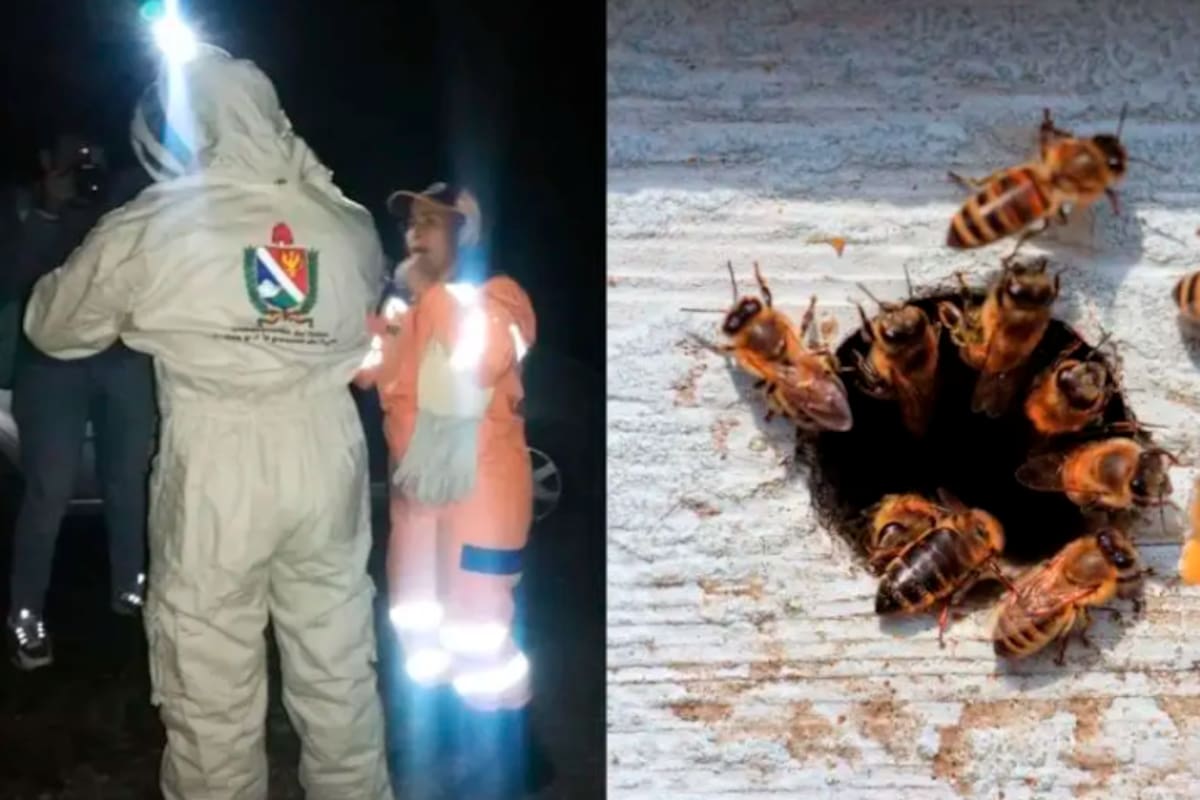 Seis niños y cuatro adultos fueron atacados por abejas: 6 animales murieron