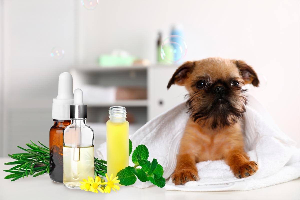Aromaterapia en mascotas, alivia dolores físicos y emocionales