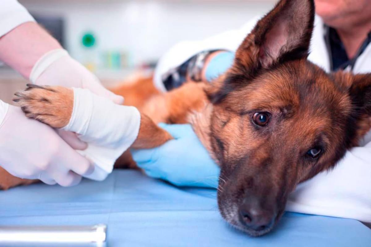 Proponen dos días de licencia por la muerte de mascotas