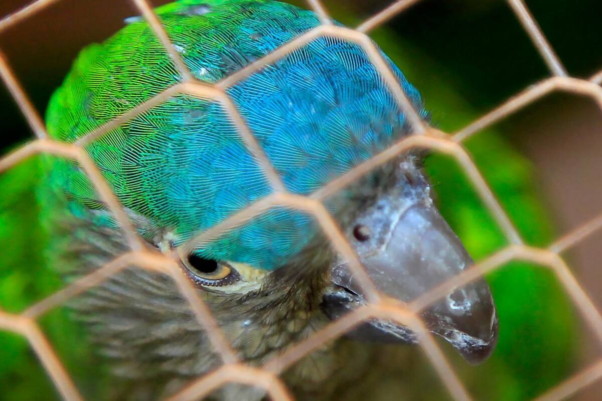 Redada contra traficantes de animales exóticos deja 21 capturados