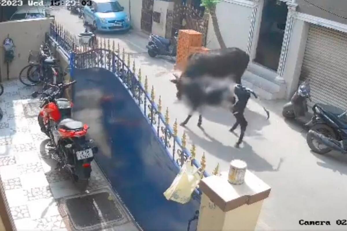 Video: vaca embistió gravemente a una niña mientras iba por la calle