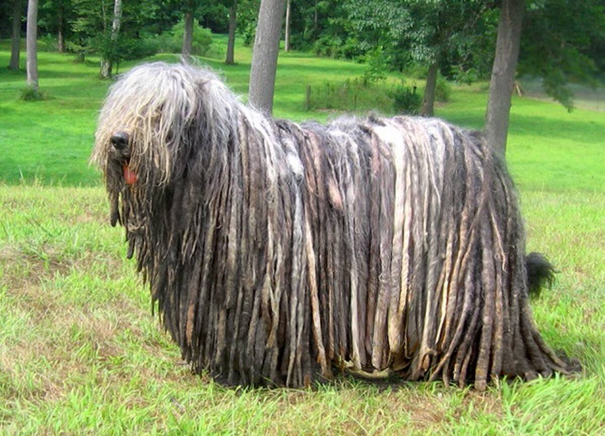 Bergamasco. ARCHIVO