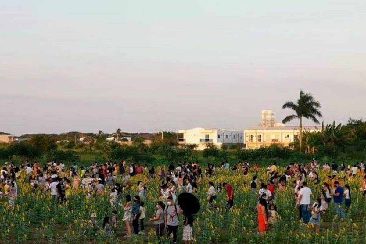 Cultivo de girasoles causa aglomeraciones en Montería