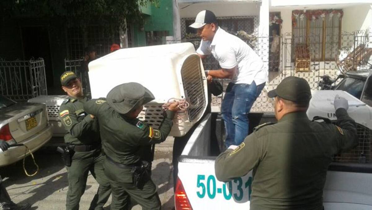 Los caninos y felinos rescatados se encontraban en condiciones higiénico-sanitarias muy desfavorables. Julio Castaño/ El Universal