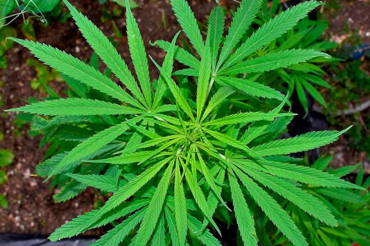 El cannabis medicinal jalonaría la economía del país, asegura exministro Echeverry