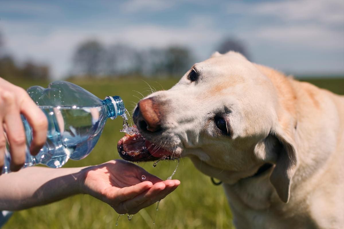 Consejos para que su mascota no sufra con la ola de calor