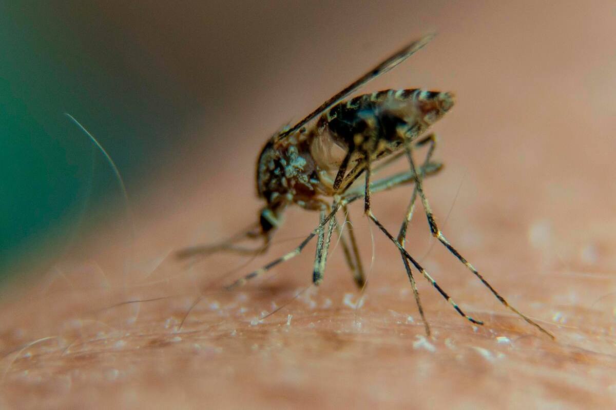 Descubren que el parásito de la malaria se esconde en el bazo
