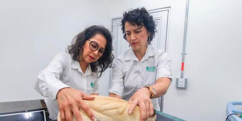 En Colombia acaban de crear un perro robot en el cuerpo de uno fallecido