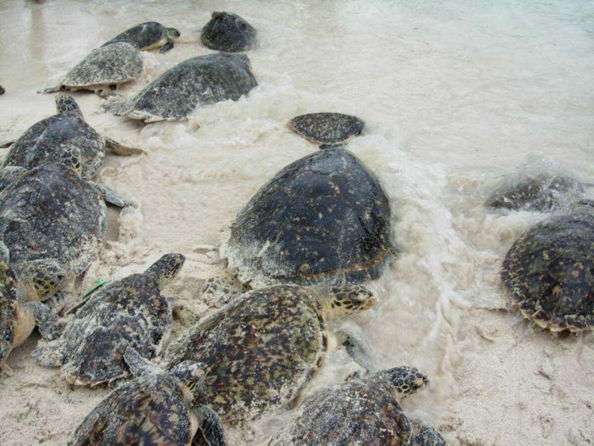 Seis de las siete especies mundiales de tortugas marinas están en peligro de extinción. ARCHIVO
