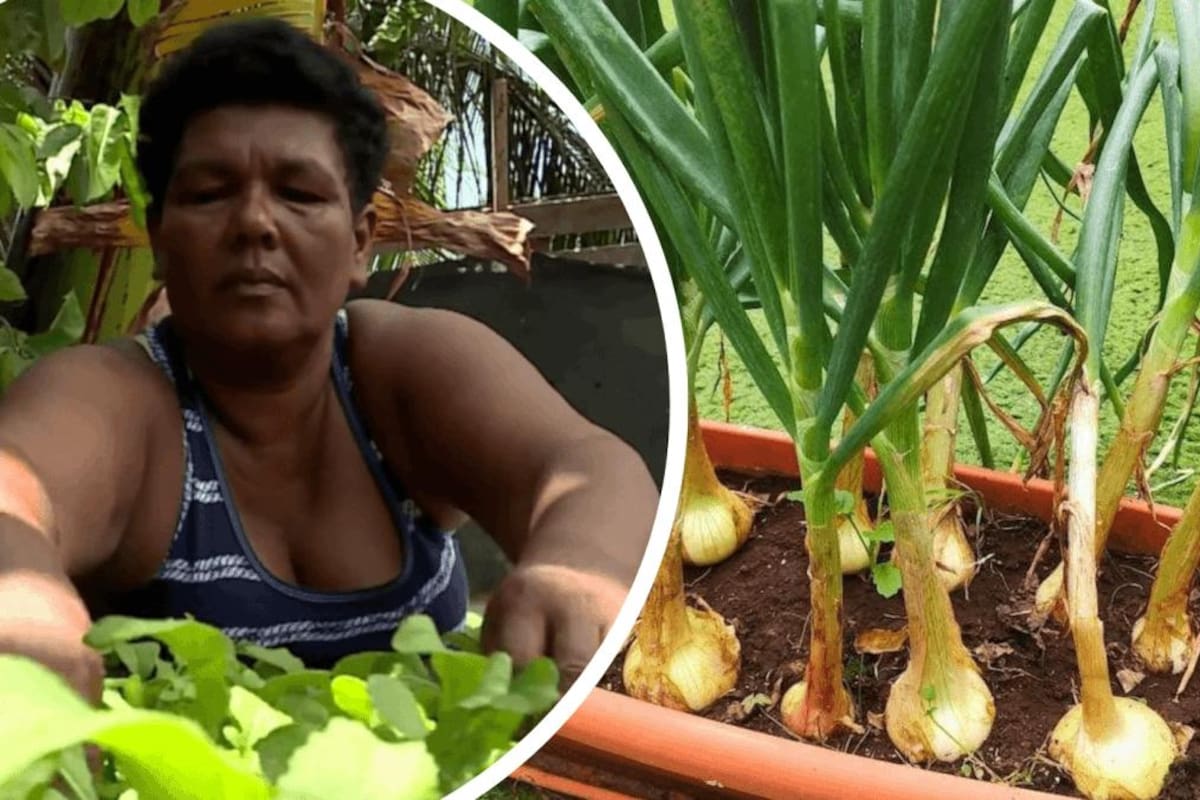 Multiplica la comida: Así puedes sembrar cebolla larga en el patio de tu casa