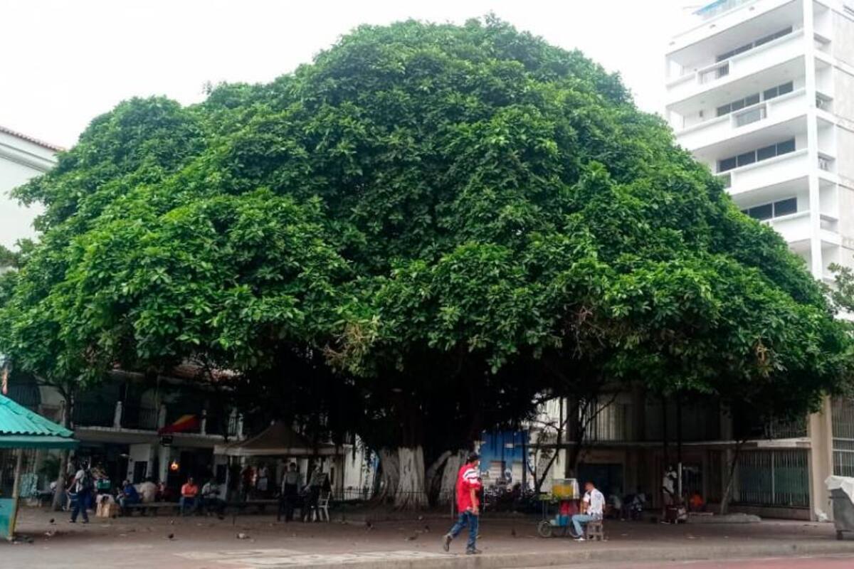 Plan de Arborización del Distrito: se sembrarán 300 mil árboles