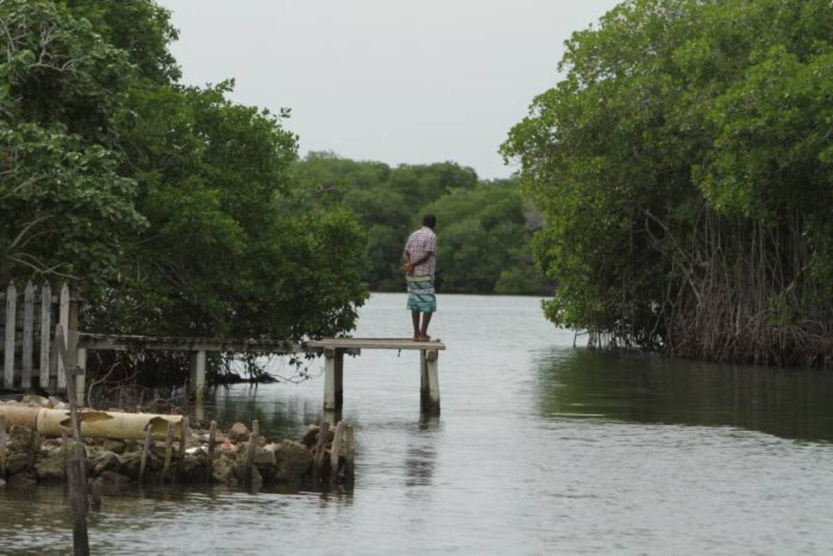 Recorridos por los manglares, también están previstos dentro del ecoturismo en Barú. Luis Eduardo Aparicio-El Universal