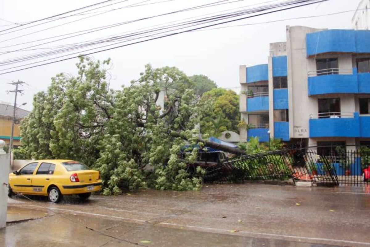 En el edificio Olga del barrio Manga, un árbol de Aceituna de más de 15 años se vino abajo con la brisa GERMÁN GÓMEZ