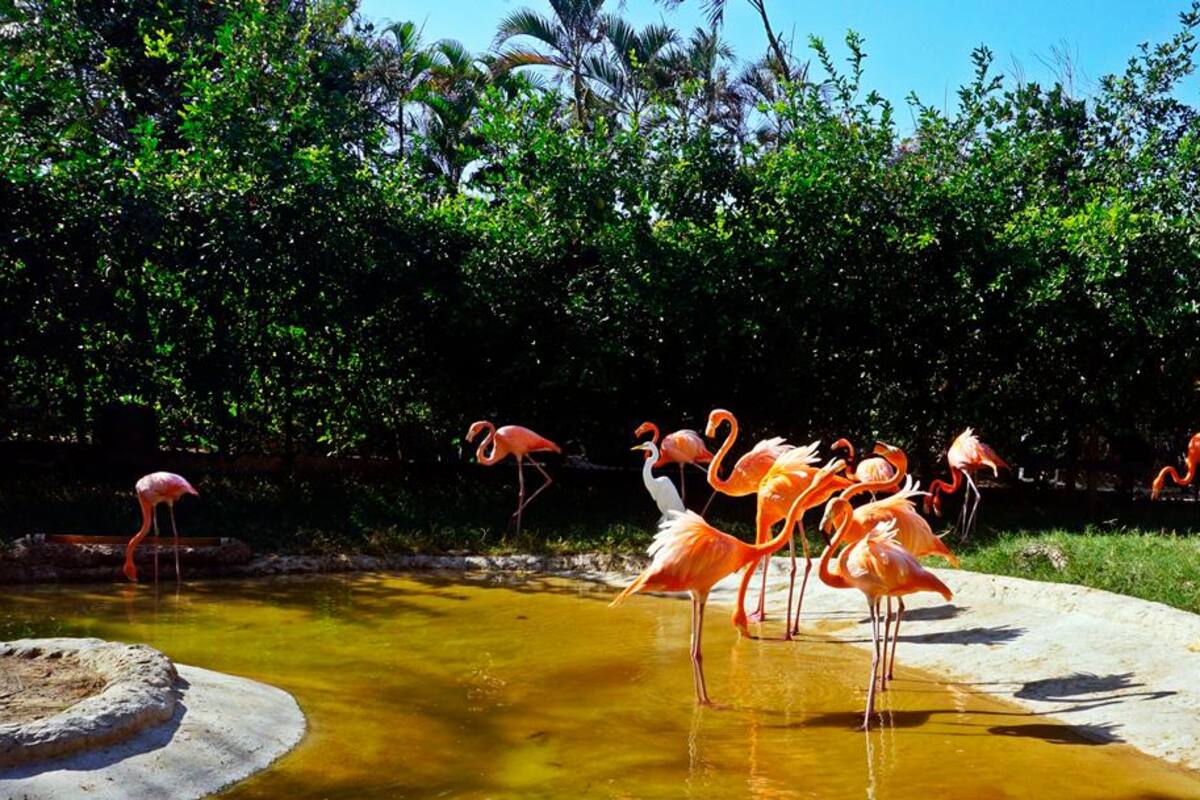 Zoológico de Barranquilla abrirá nuevamente sus puerta