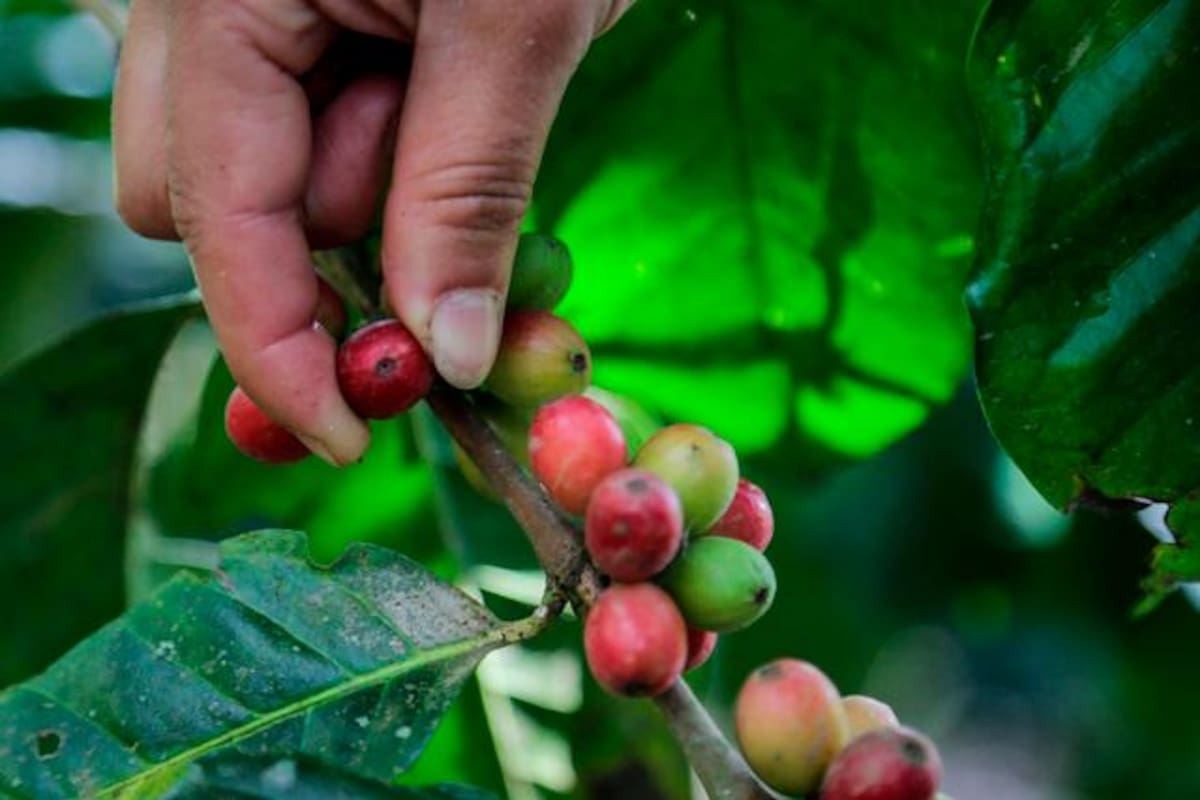 Federación Nacional de Cafeteros destinó $137 mil millones a proyectos