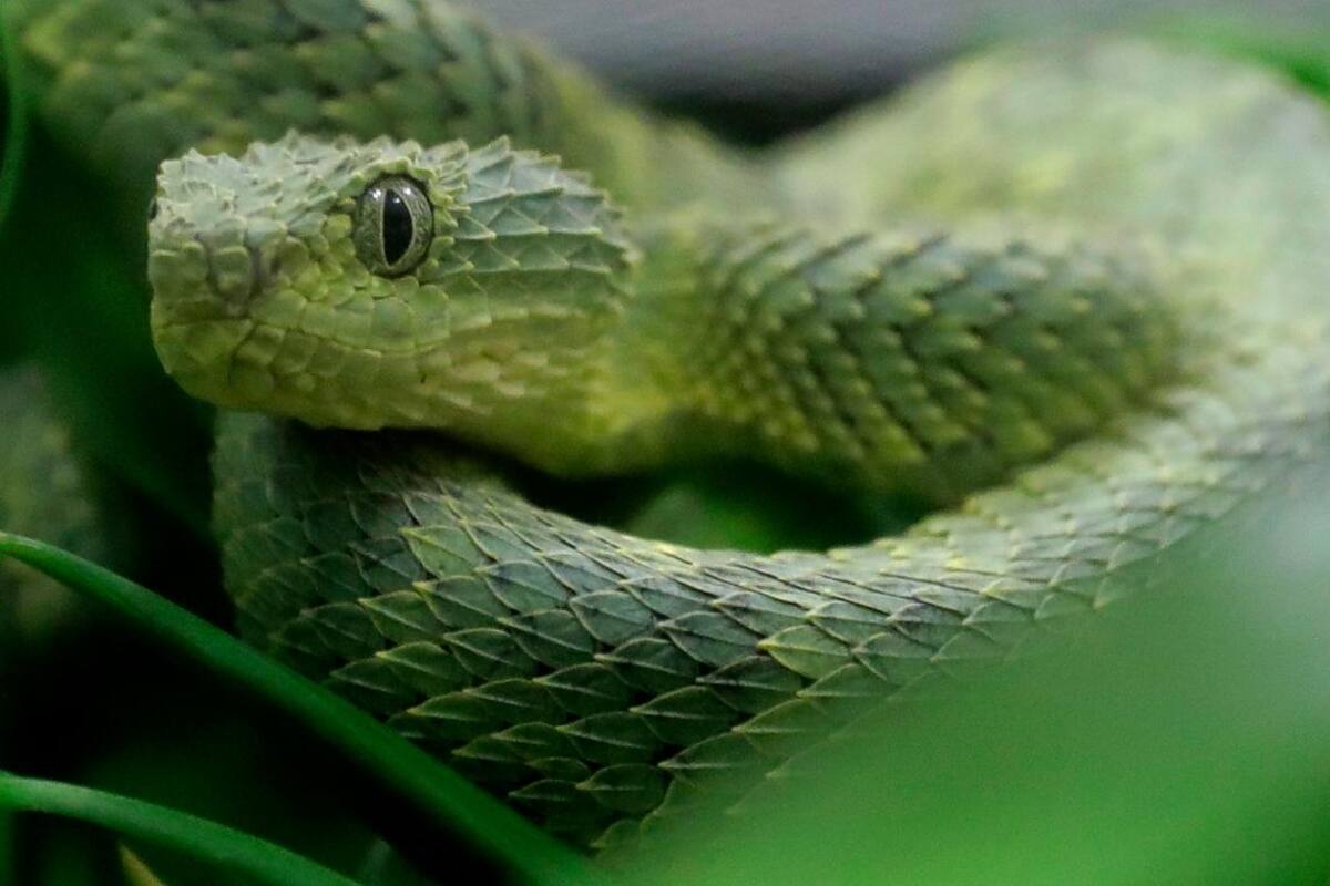 Serpientes matan a unas 138.000 personas al año, en el mundo