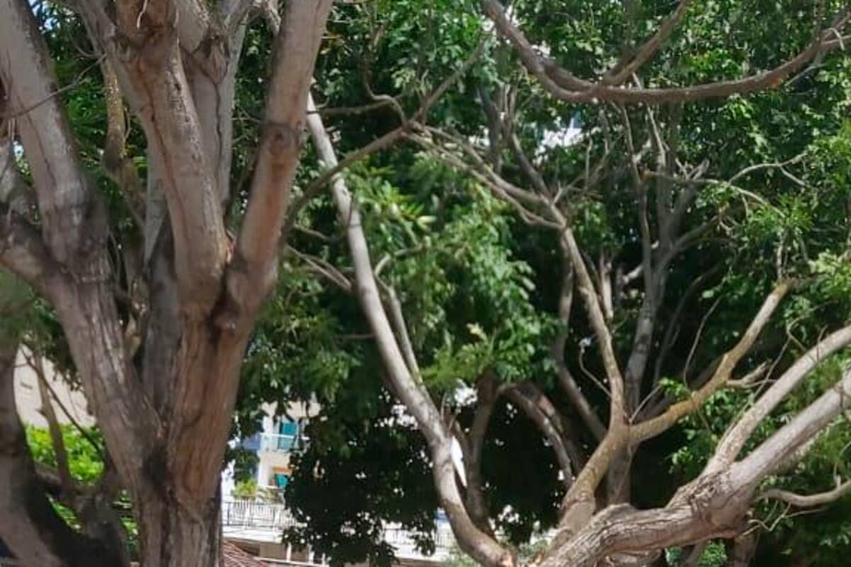 Gestión de Riesgo atiende ocho emergencias provocadas por las lluvias