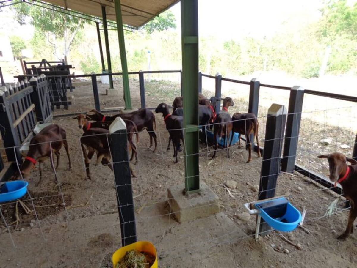 Vitrina ovina en El Carmen de Bolívar. CORTESÍA