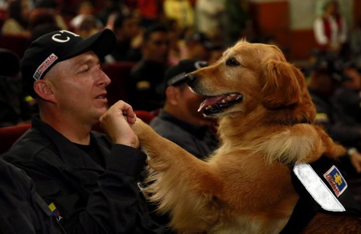 Entre los animales jubilados está Max, un Golden Retriever dorado que ayudó a los investigadores del Cuerpo Técnico de Investigación (CTI) a hallar los cuerpos de Katty Velasco Pinargote y Oscar Villacís Gómez. EFE