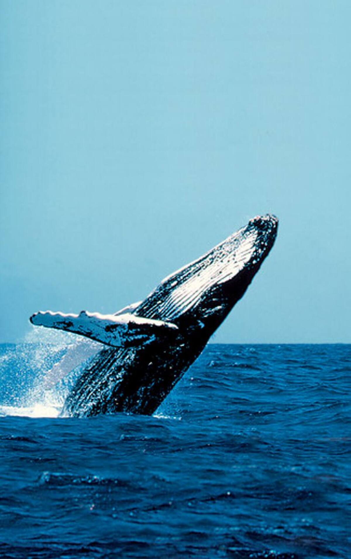 Estas son algunas de las experiencias que se ofrecen a los transeúntes del Times Square. COLPRENSA