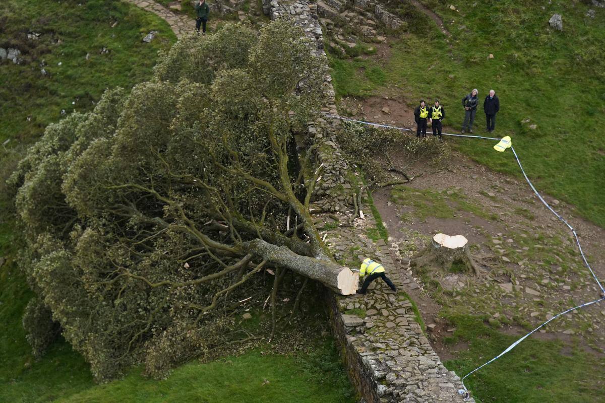 Arrestan a joven por derribar un árbol célebre en Inglaterra