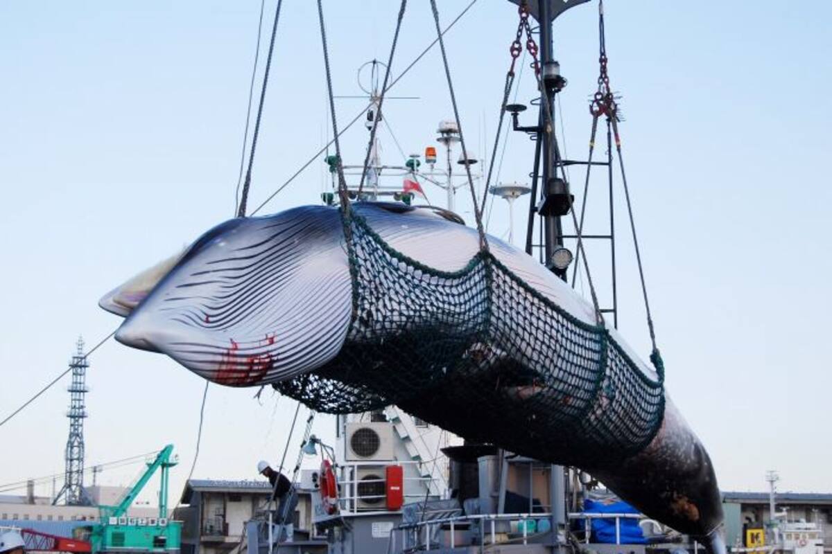 Japón se retira de la CBI para retomar la caza comercial de ballenas