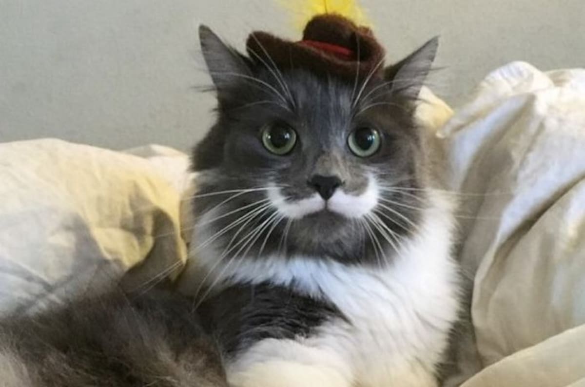 Instagram hamilton_the_hipster_cat
