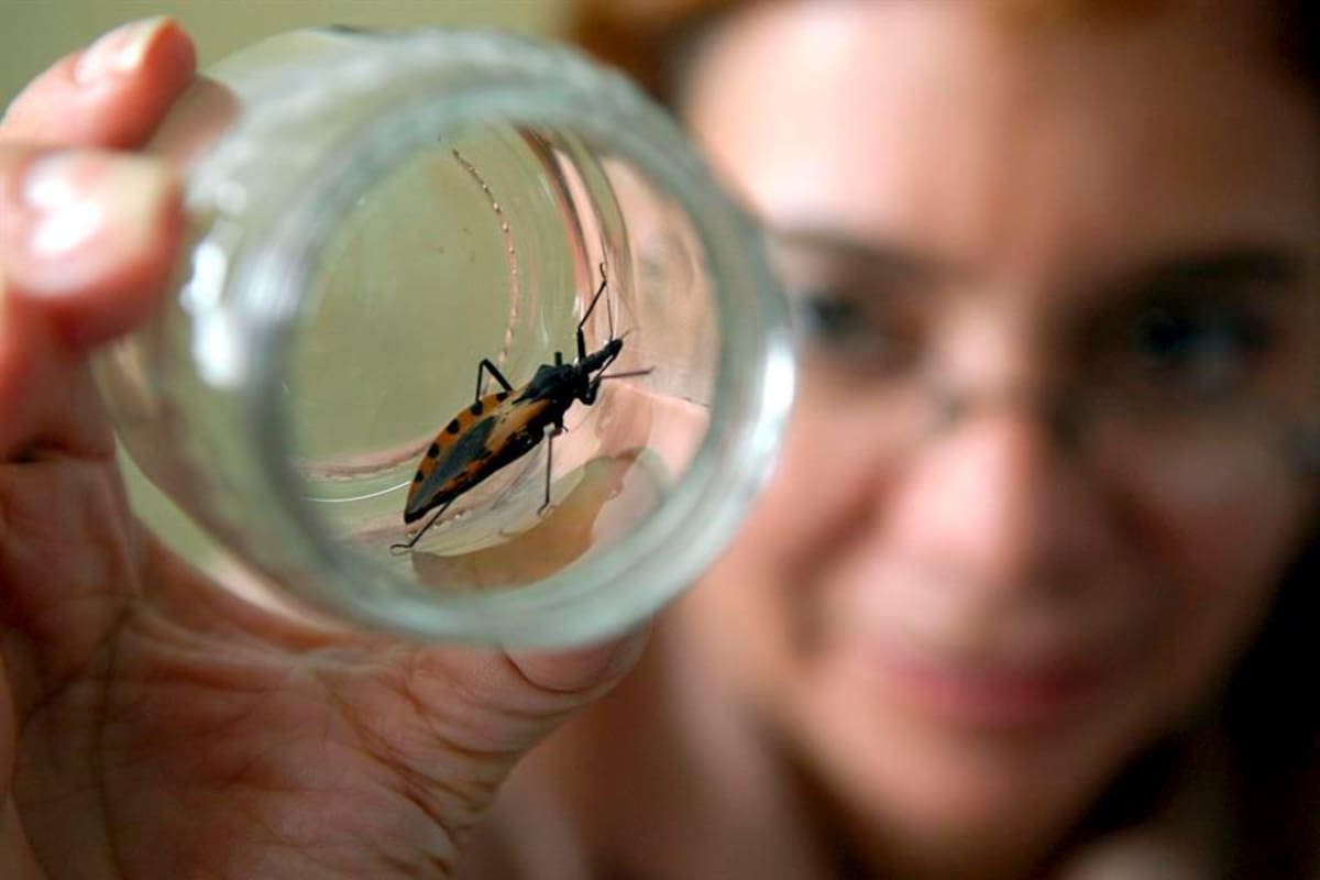 Una fecha para hablar del mal de Chagas, “enfermedad silenciosa y silenciada”