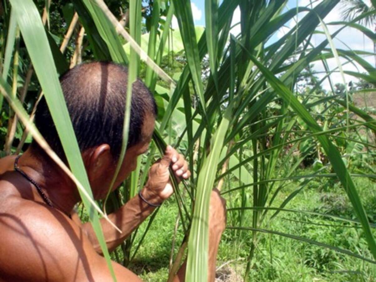 La siembra de la caña flecha es impulsado en la zona indígena de Sincelejo.