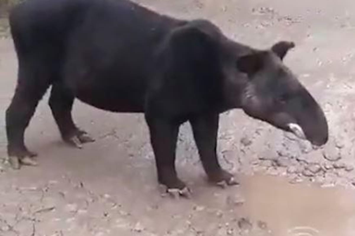 Dantas de montaña en peligro de extinción, captadas en una vía nacional