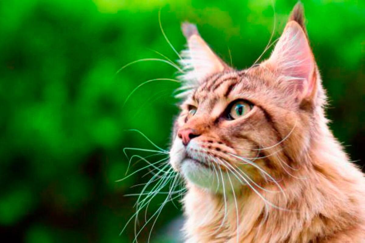 ¡Qué raro! Entérese cómo un veterinario se contagió de COVID-19