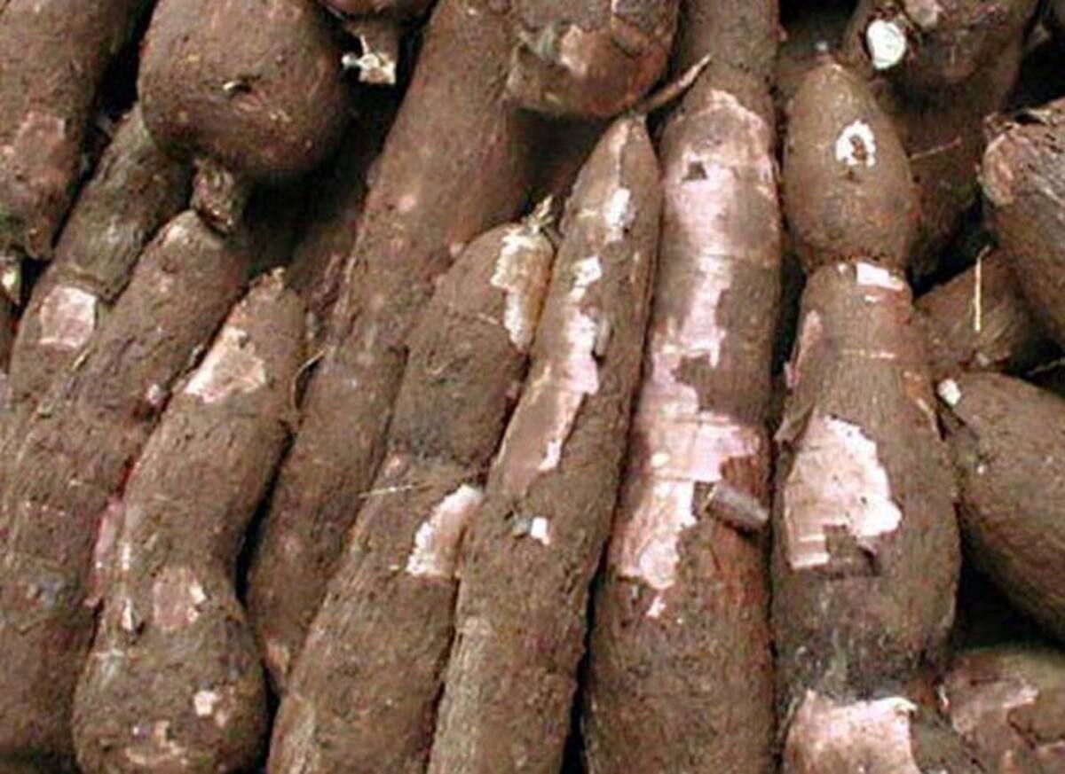 El propósito de la FAO beneficiará a regiones como la de los Montes de Maria. ARCHIVO