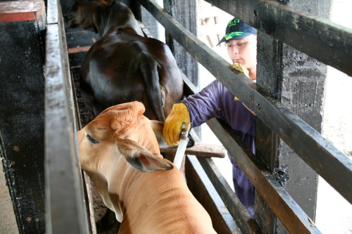Ciclo antiaftosa: vacunados más de 28,7 millones de animales